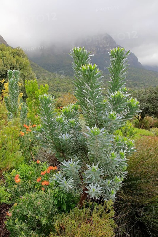 Genuine Silver tree (Leucadendron argenteum)