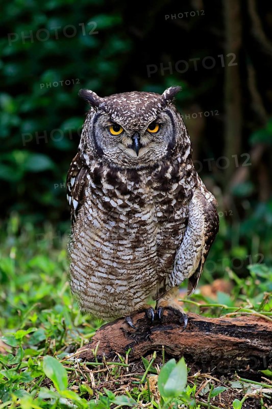 Spotted Eagle-Owl (Bubo africanus)
