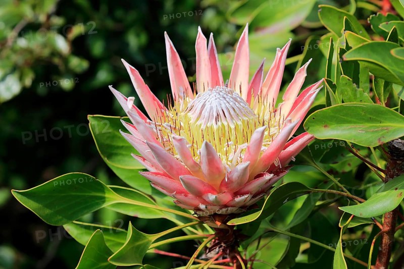 King Protea (Protea cynaroides)