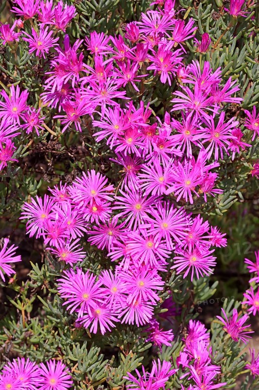 Ice Plant