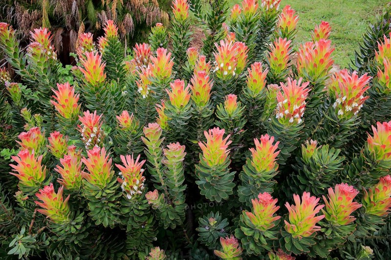 Protea