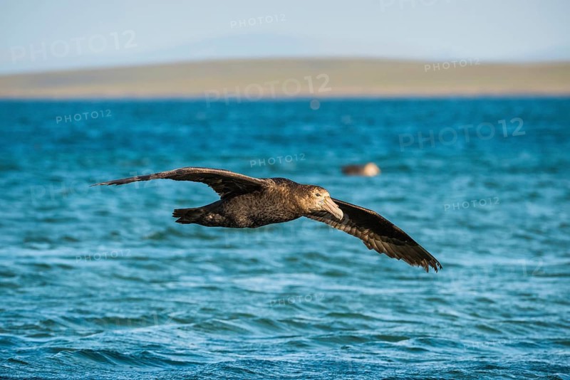 Southern giant petrel (Macronectes giganteus) in flight