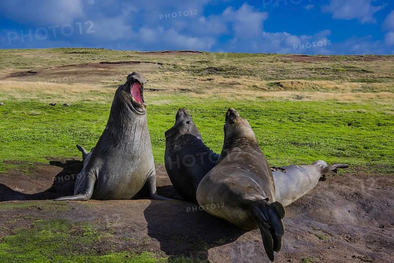 Southern elephant seal (Mirounga leonina)