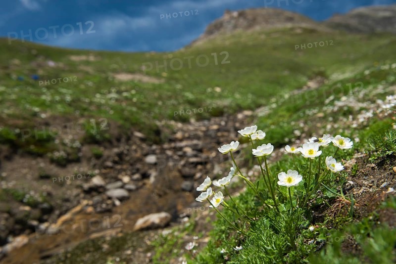 White dryad (Dryas octopetala )