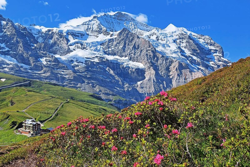 Alpine Roses on Kleine Scheidegg in front of the Jungfrau massif