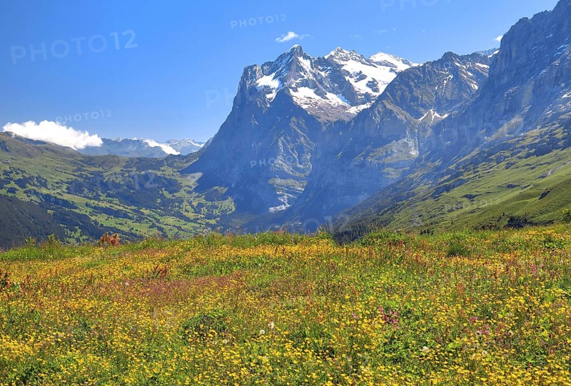Blossoming mountain meadow on Kleine Scheidegg with Wetterhorn