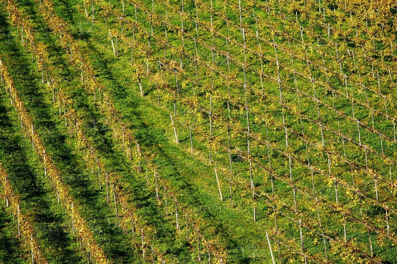 Vineyard