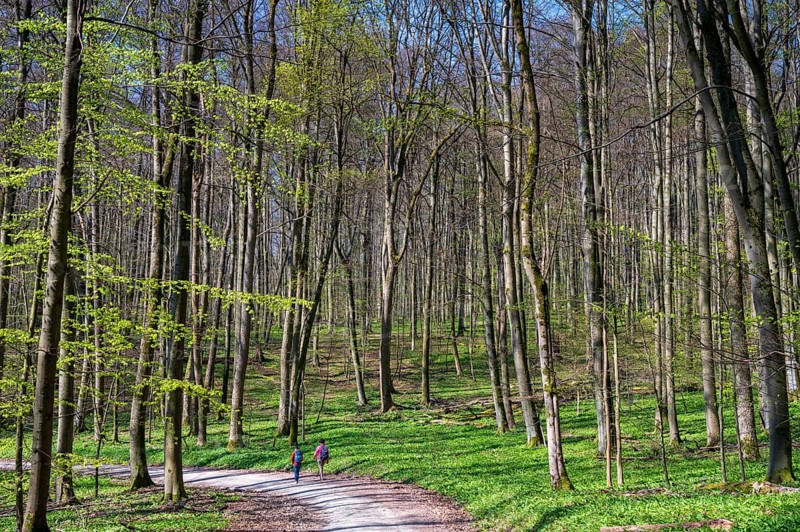 Hiker in a beech forest with Ramsons (Allium ursinum)
