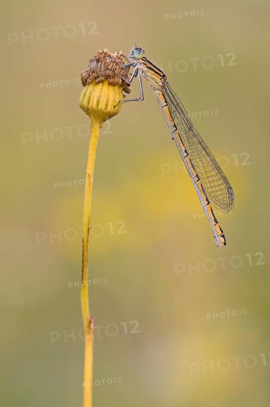 Damselfly (Zygoptera) sitting on a withered plant in warm light
