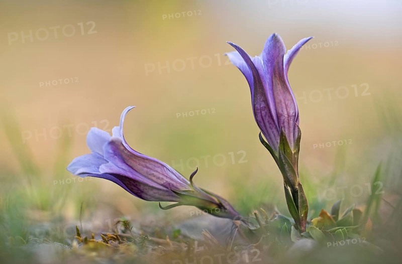 Alpine gentian (Gentiana alpina) blooms in a meadow