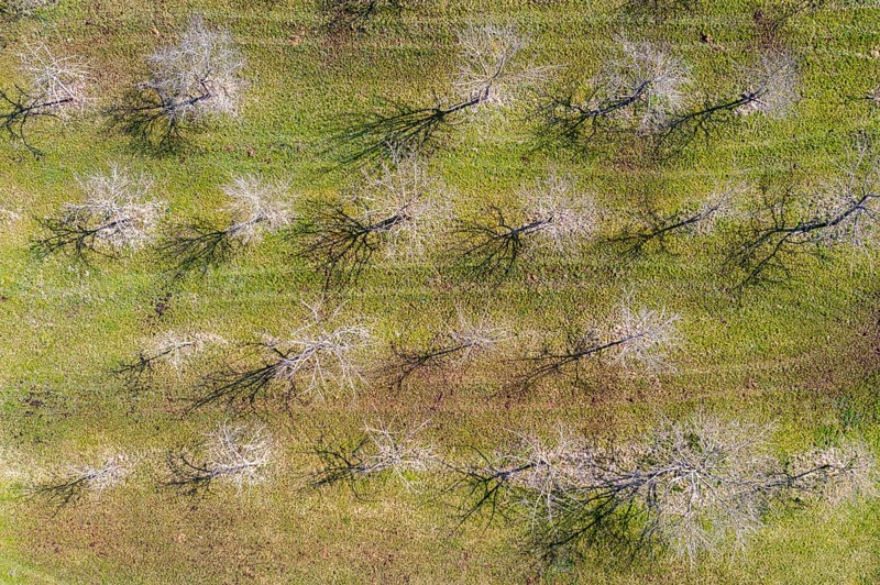 Apple trees in spring