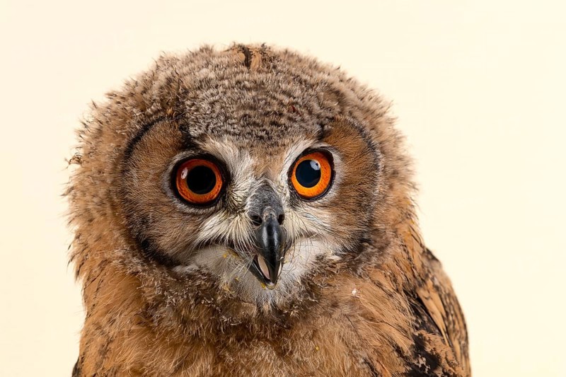 Bengal Eagle Owl