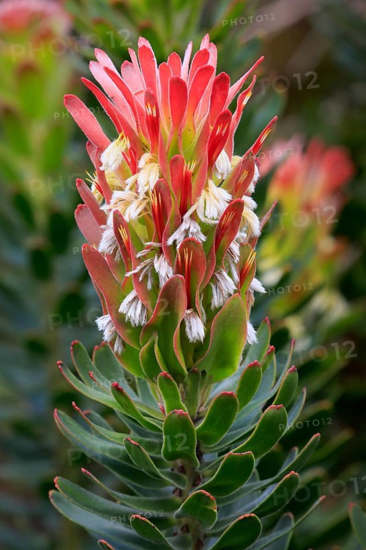 Protea