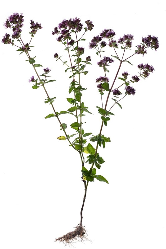 Oregano (Origanum vulgare) on white background