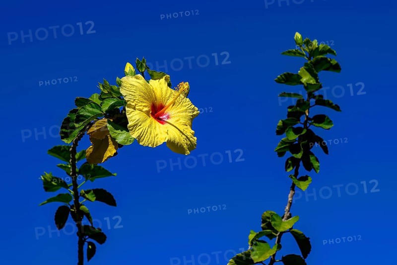 Hibiscus flower
