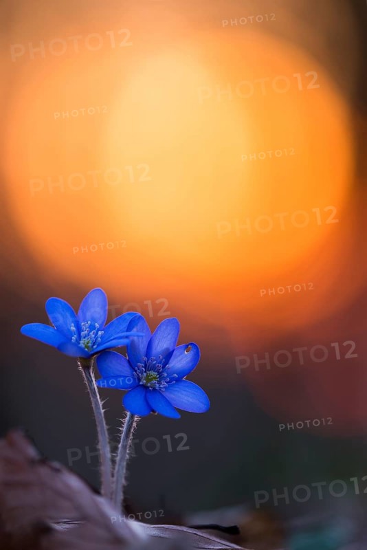 Two (Hepatica nobilis ) in front of sunset