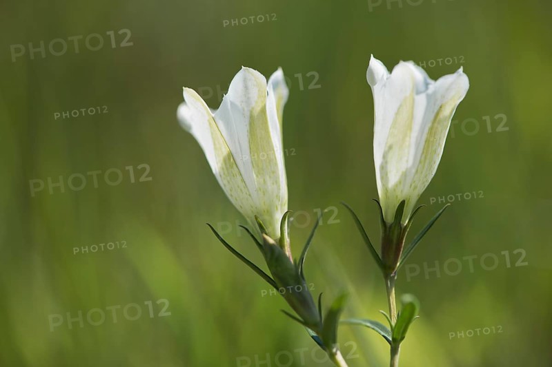 Marsh Gentian (Gentiana pneumonanthe)