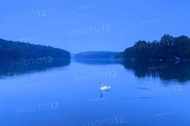 Swan on the lake Schmaler Luzin zur blauen Stunde