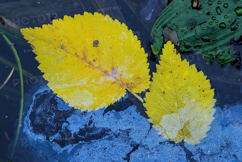 Autumnally colored leaf of the field elms (Ulmus minor) in water