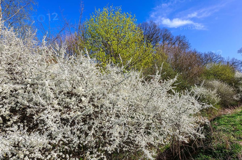 Flowering sloe hedge in spring