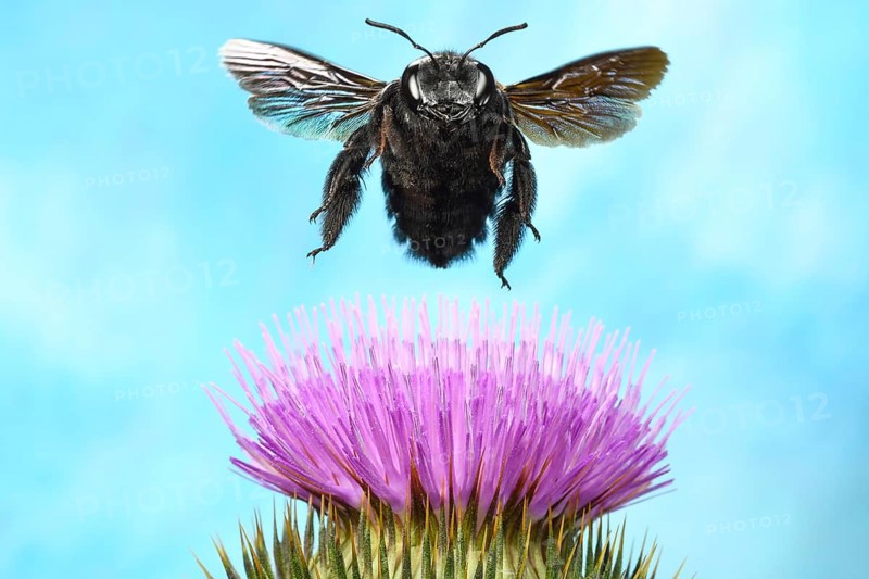 Violet carpenter bee (Xylocopa violacea)