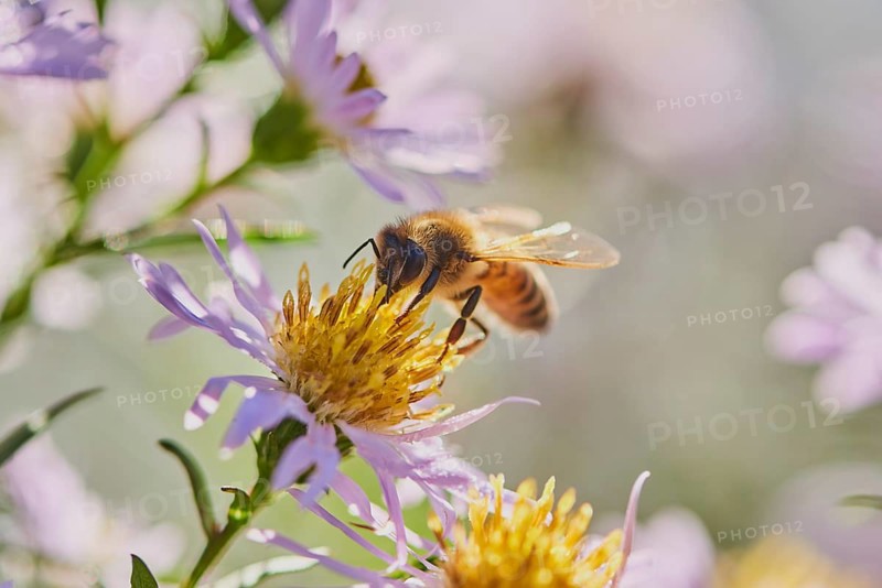 Honey bee (Apis mellifera) collects nectar on a (Aster amellus)