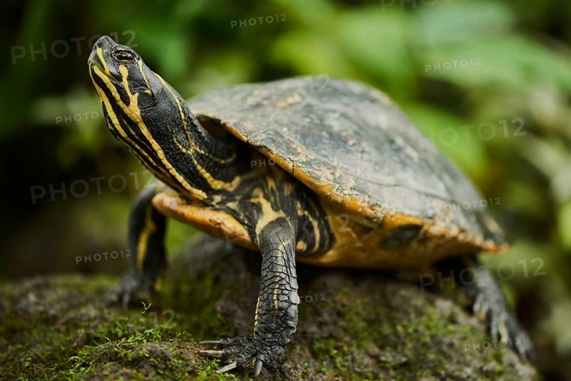 Red-eared slider (Trachemys scripta elegans) on mossed stone