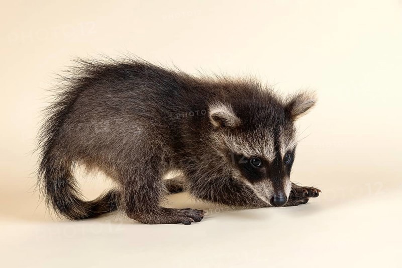 Raccoon (Procyon lotor)