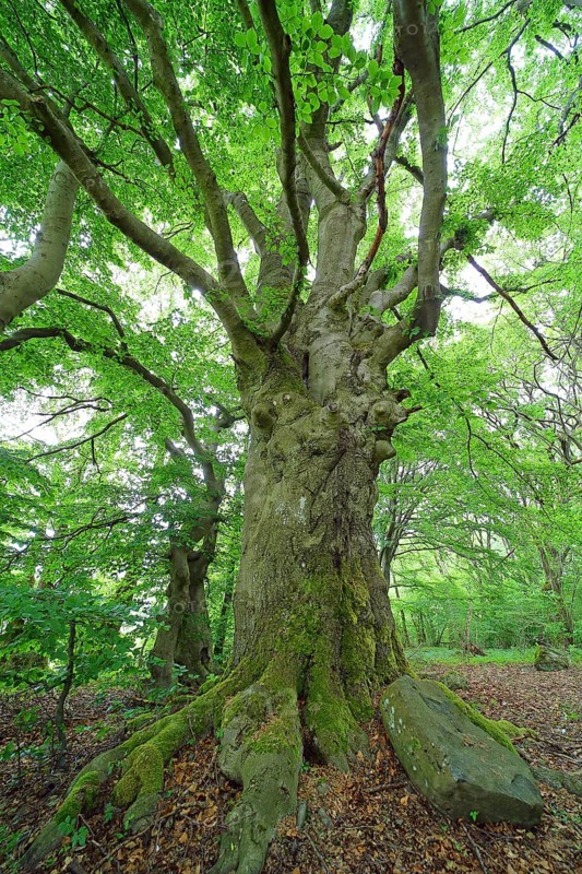 Gnarled old beech (Fagus sylvatica)
