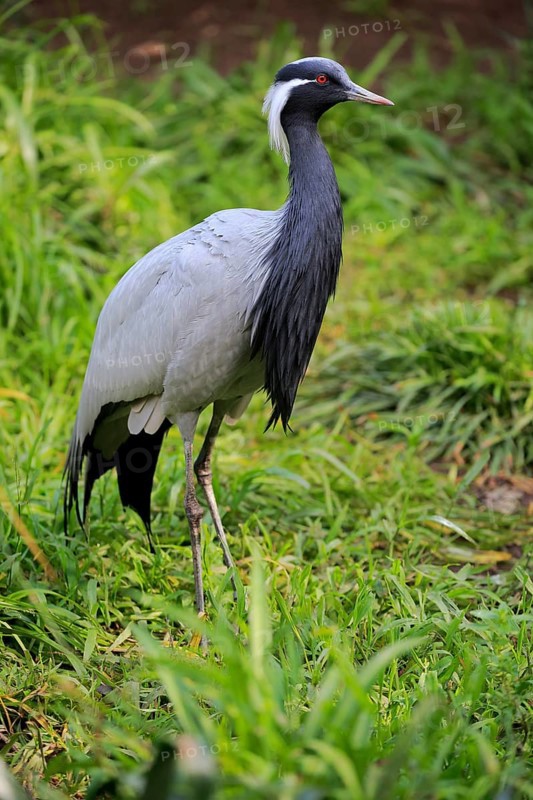 Demoiselle crane (Anthropoides virgo)