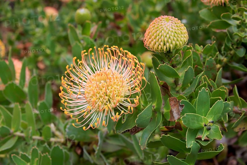 Pincuspid Protea