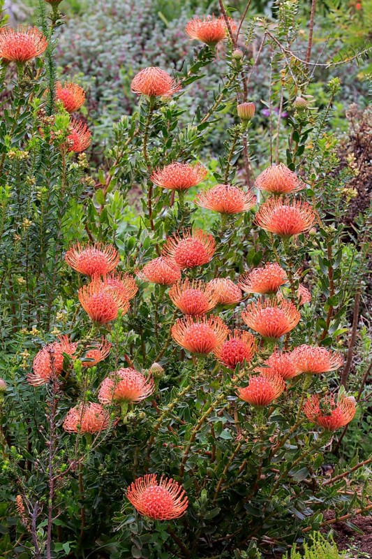 Pincuspid Protea