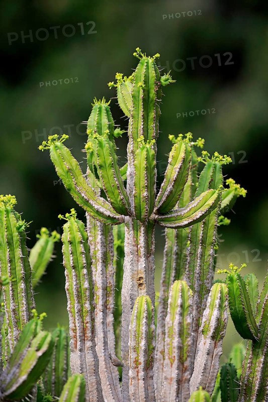 Spurge (Euphorbia pentagona )