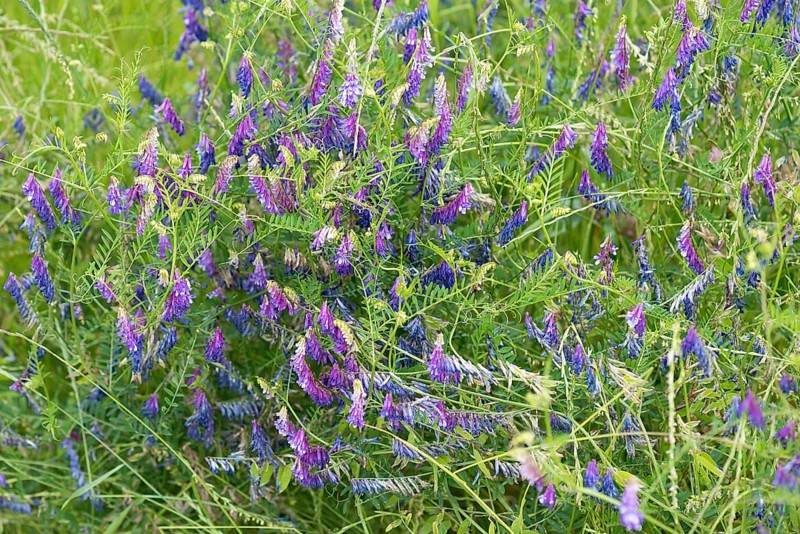 Tufted vetch (Vicia cracca)