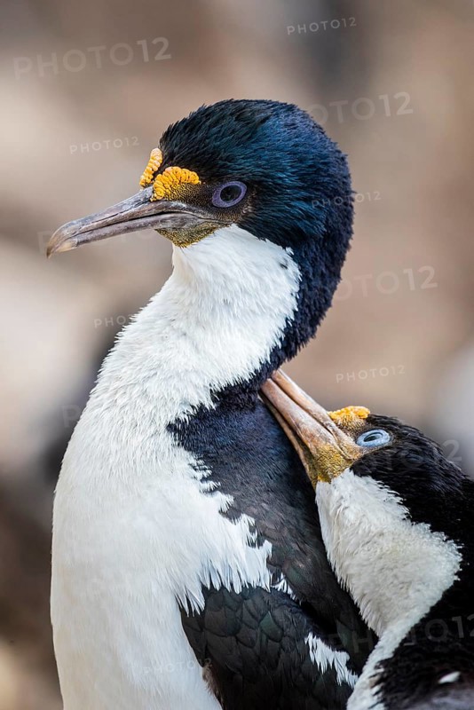 Blue-eyed cormorants (Leucocarbo atriceps or Phalacrocorax atriceps) also Antarctic cormorant