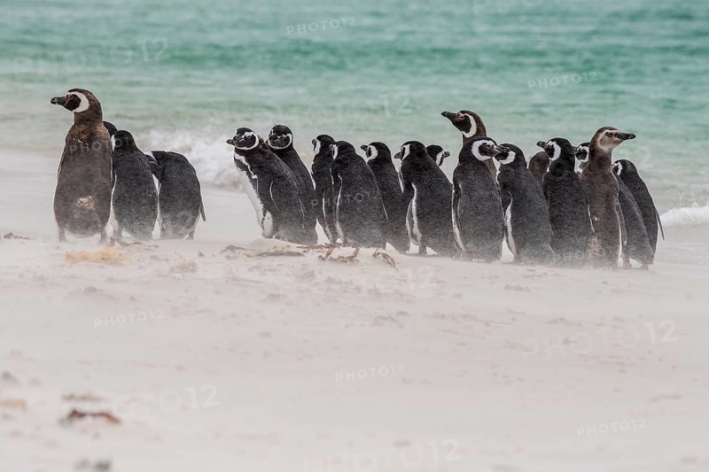 Magellanic penguins (Spheniscus magellanicus)