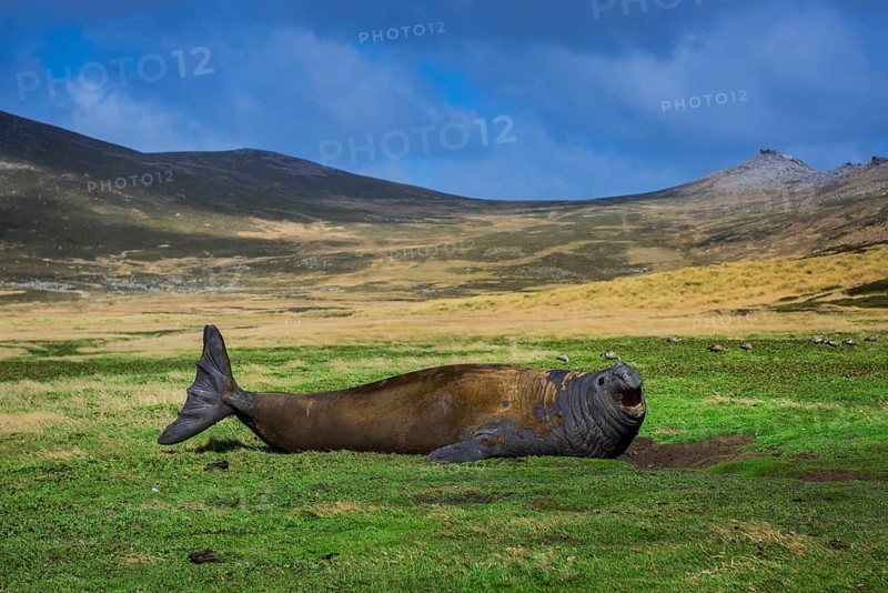 Southern elephant seal (Mirounga leonina)