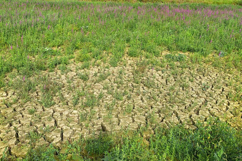 Dried up carp pond