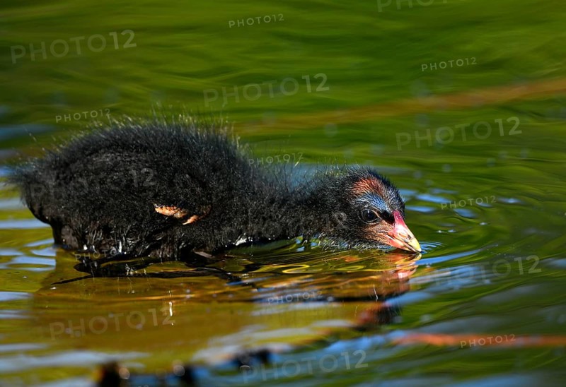 Common moorhen (Gallinula chloropus )