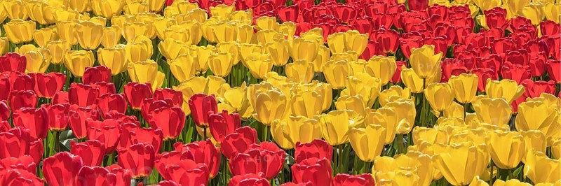 Tulip fields in spring