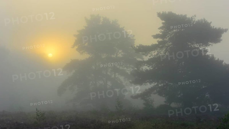 Pine (Pinaceae) at sunrise in the fog in the heath