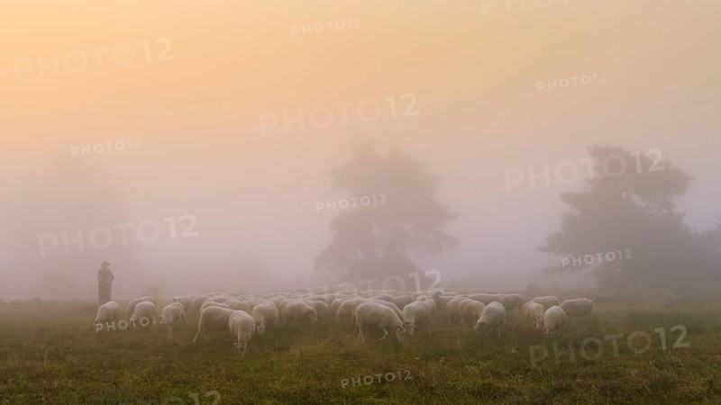 Shepherd with a flock of sheep in the heath at the Thuelsfeld dam at sunrise