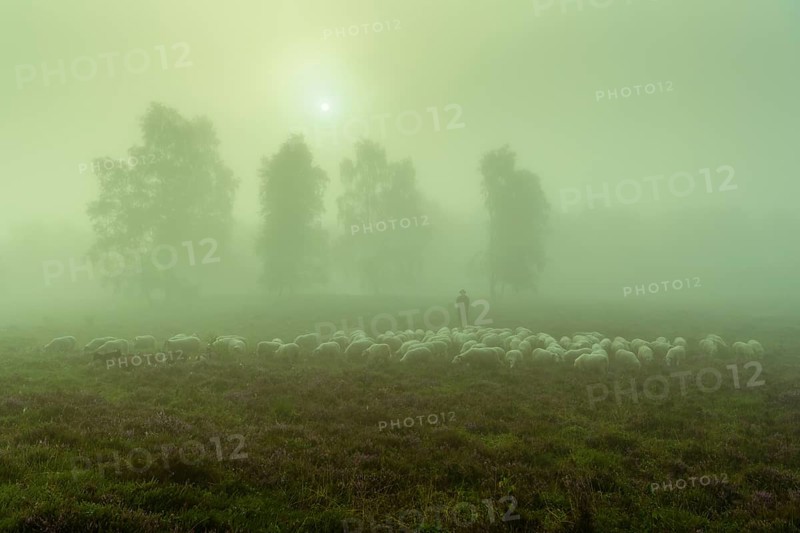 Shepherd with a flock of sheep in the heath at the Thuelsfeld dam at sunrise in the fog