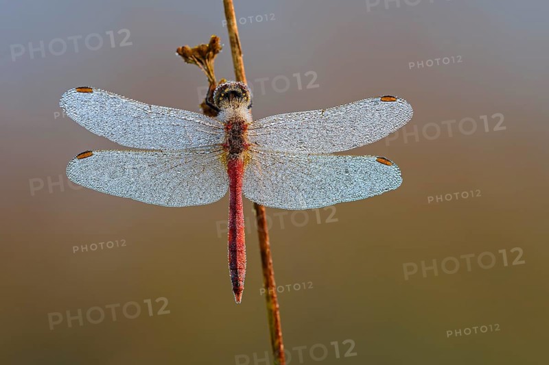 Taunasse (Sympetrum depressiusculum)
