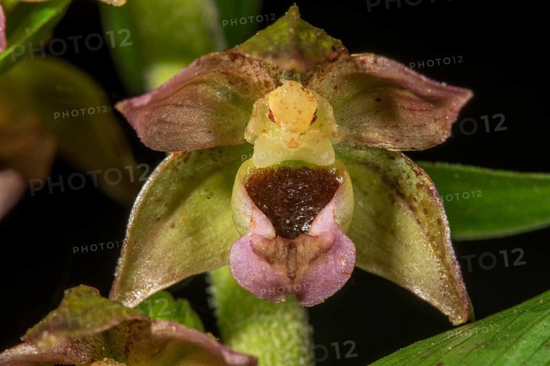 Broad-leaved helleborine (Epipactis helleborine) Single flower