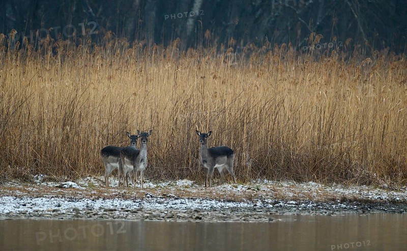 Fallow deercows (Dama dama)
