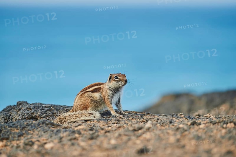 Barbary ground squirrel (Atlantoxerus getulus ) on a rock