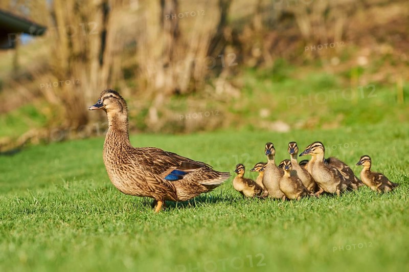 Mallard (Anas platyrhynchos) female and Ducklings staying on a field