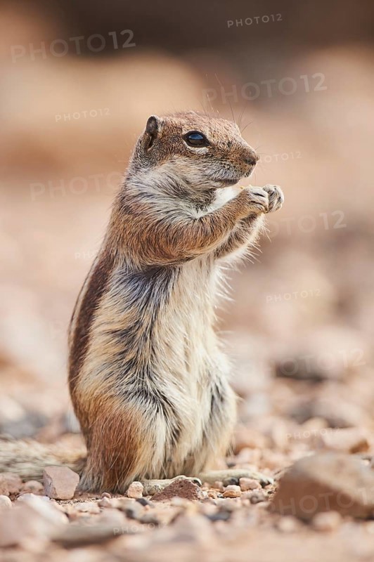 Barbary ground squirrel (Atlantoxerus getulus ) eating