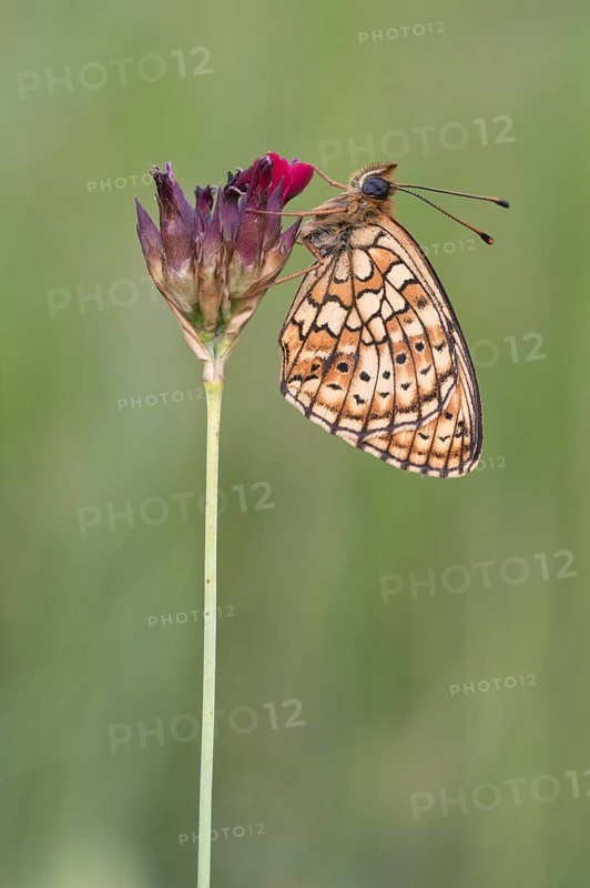 Mother-of-pearl butterfly (Argynnina) sitting on a plant